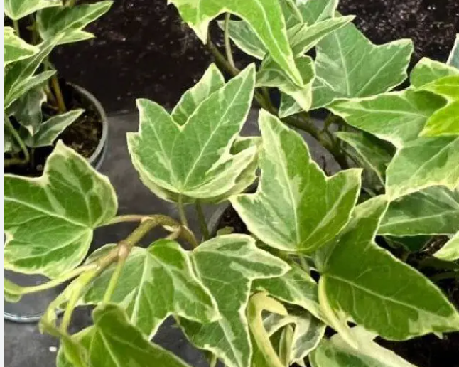 mona-lisa-english-ivy-4-inch-rivertown-plants